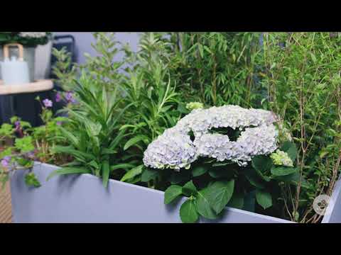 YouTube video about: When to plant hydrangeas in kansas?