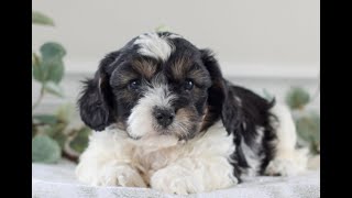 Video preview image #1 Cavachon Puppy For Sale in GORDONVILLE, PA, USA