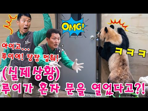 세상에😱루이바오가 혼자서 할부지 사무실 문을 여는 모습에 모두들 입이 떡 벌어졌어요💨👀 막내 손녀 후이의 돌발 행동에 입이 떡 벌어진 강바오 할부지!ㅎㅎㅎ🥶