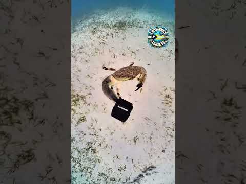 Crab Steals Diver's Camera