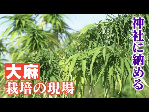 麻 植物