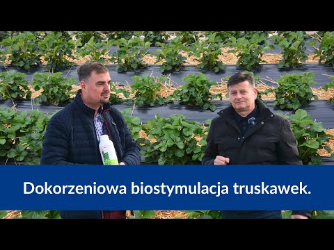 Dokorzniowa biostymulacja truskawki w czasie trudnych warunków siedliskowych i słabej jakości gleby