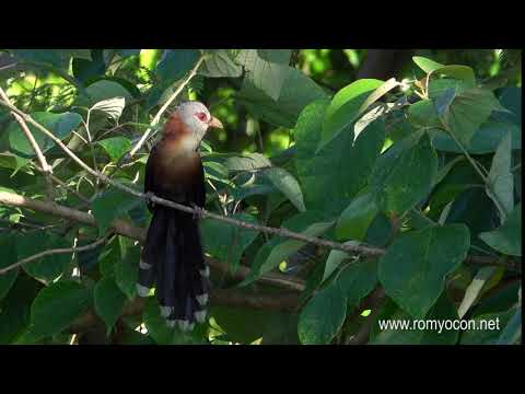 Scale-Feathered Malkoha (endemic to the Philippines)