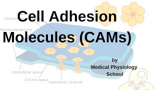 Cell Adhesion Molecules/ CAMs/ Integrins/ Adhesion molecules/ cadherins/selectins.