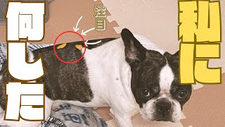 背中にみかんの皮を乗せてみたw