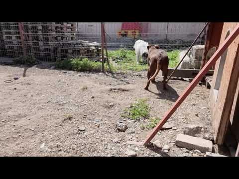 Tomy 10.08.2021 (1) - New Home for Strays e. V.