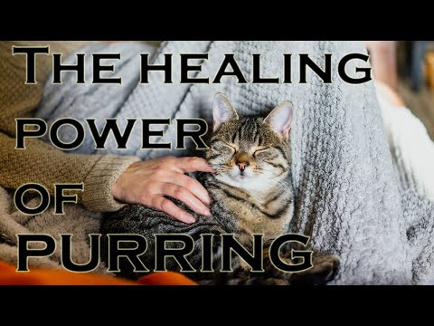 Can Cats purring heal you  - 🐱 - 6 amazing facts about how purring in cats affect humans!