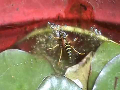 Barn Swallow Community and Yellow Jackets