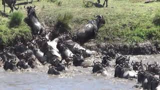 preview picture of video 'Wild beest crossing mara river'