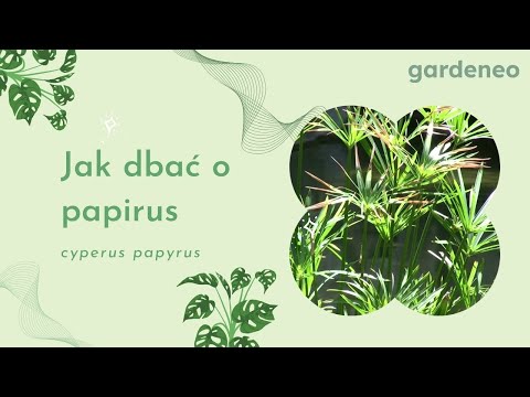 Papirus: poradnik uprawy