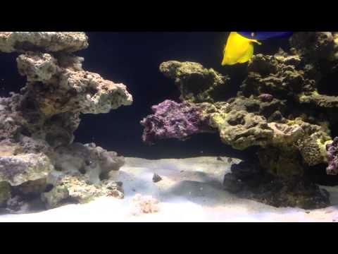 200g Reef Tank - Episode 29 - New Islands Aquascaped ( part 2 )