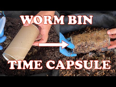 Compost Worms Penetrate Hidden Food Scraps  | Vermicompost Worm Farm