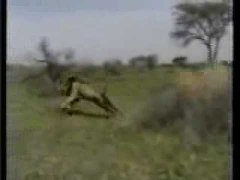 Leão ataca policial em reserva africana