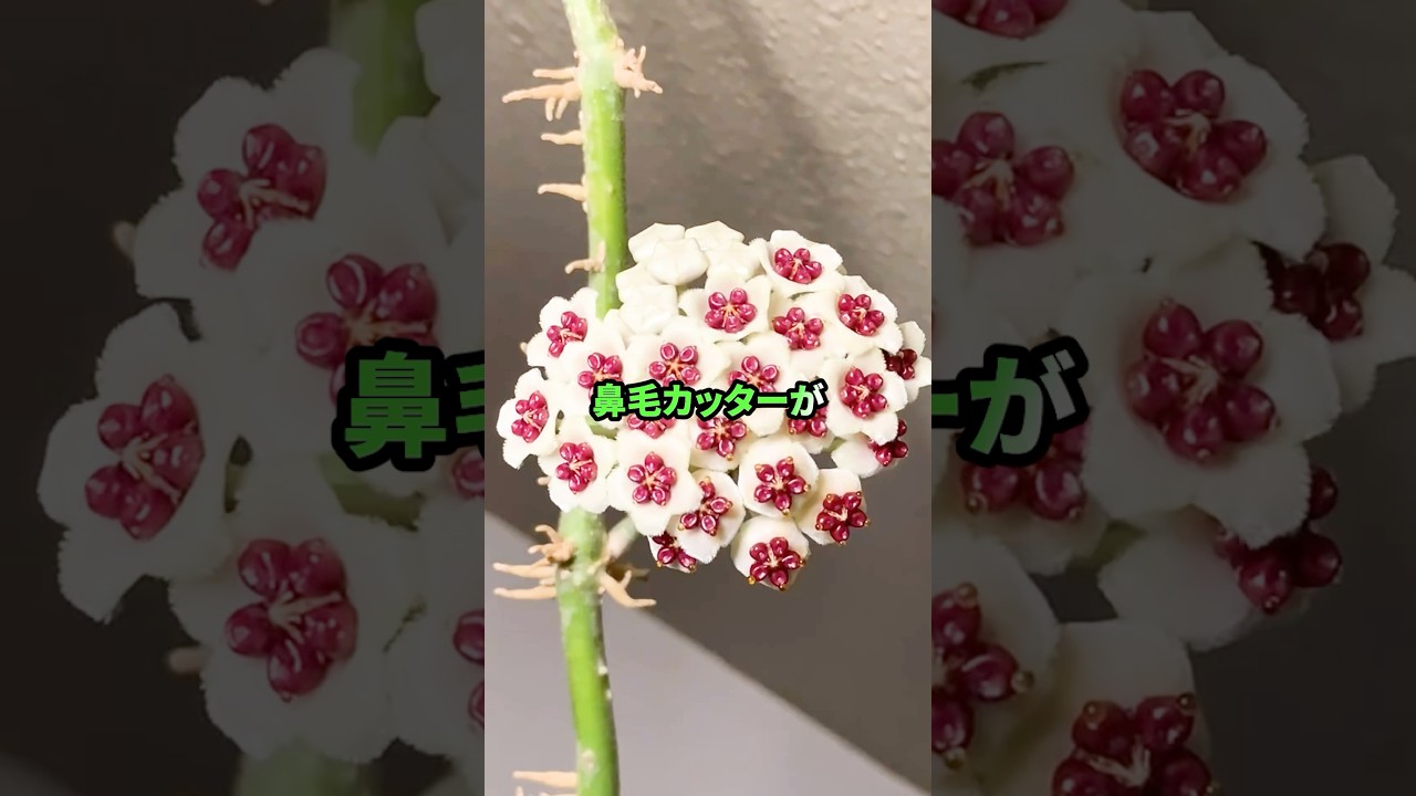 鼻毛カッター初めて買ったんだがなんだこれｗｗｗ