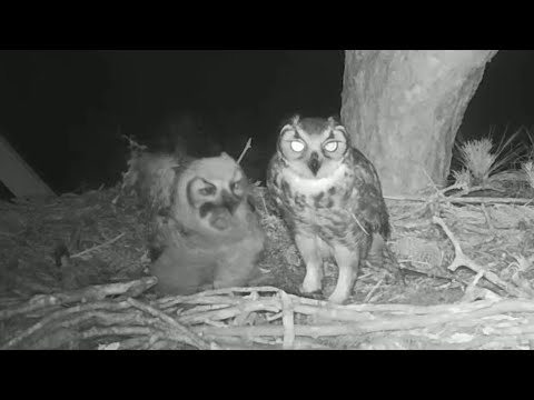 Great Horned Owls | Mom bring prey for Little Grey Owlet | April 16, 2022
