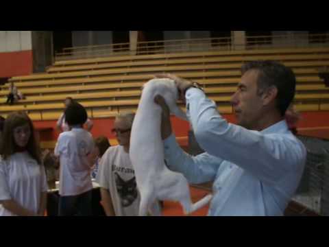 International Cat Show in Riga CH Halima Soft Kiss LT JW(www.baltior.eu)20090912