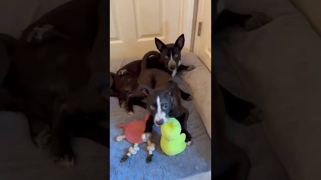 Blue, an adopted mixed breed in Southport, CT video 3/6