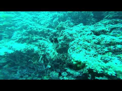 final open water course dive 18 meters (60 feet)