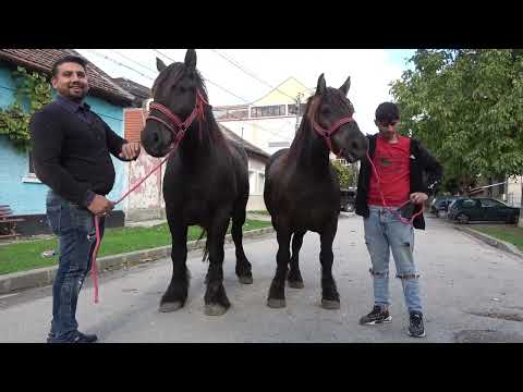 Caii lui Dani de la Timisoara, Timis - 2022 Nou!!!