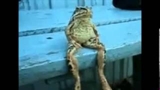 The Kinks - Nobody Gives