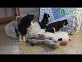 Pomsky dogs for sale: Alex - Video 1
