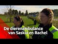 Saskia en Rachel runnen hun eigen dierenambulance