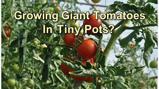 Giant Tomatoes in Tiny Pots?