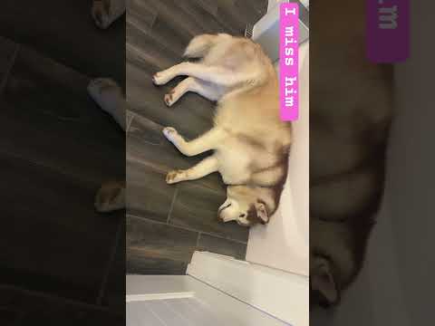 #Dogs #Songs #naavya ￼