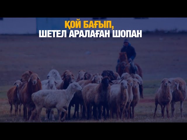 Қой бағып, шетел аралаған шопан