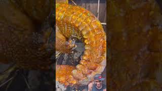 Download lagu My friend prepared dis m£at for us on his child dedication #mynephew #hedidnthavetobe #mydad mp3