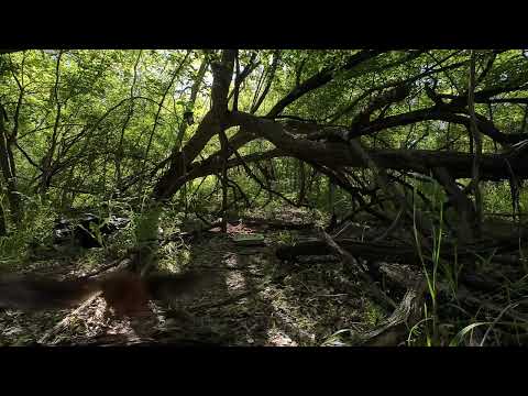 Curious Red Wasp (Turn audio up!)