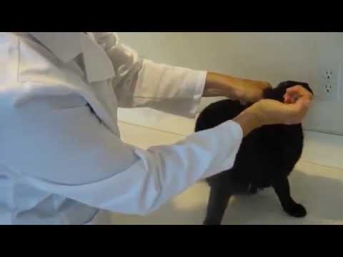 Giving Oral Medications to a Cat‬