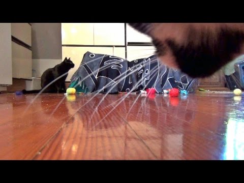 The Kits Cats And The Collapsible Cat Fort