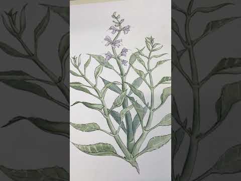 White Sage and Cultural Appropriation