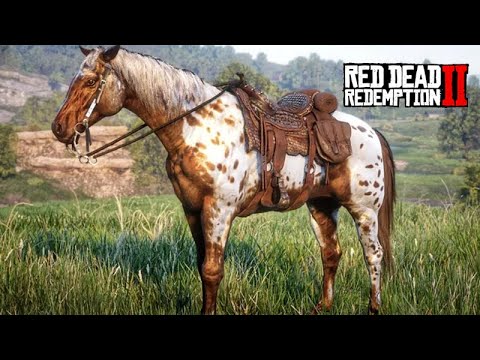 Domando o APPALOOSA solitário - Uma das domas mais difíceis  -  VIDA DE FAZENDEIRO