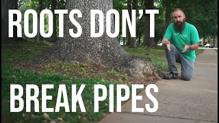 Uncovering the Truth About Tree Roots
