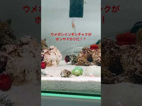 イソギンチャク