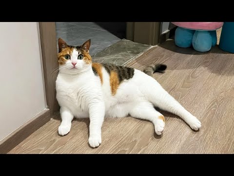 You Laugh, You Lose! 🤣 Funny Cat Videos 2025 😹 Part 68