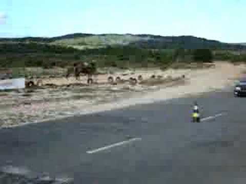 Gol SD (Renê) vs. Monza (Loucão)