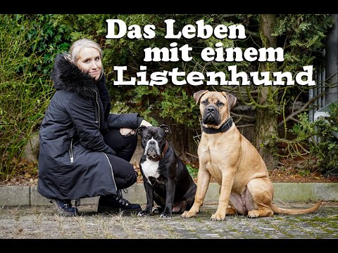 LISTENHUND I Das Leben und unsere Erfahrungen im Alltag mit einem "Kampfhund" !