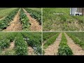 Bryan Brown Different Strokes For Different Folks Weed Management Based On Species Biology