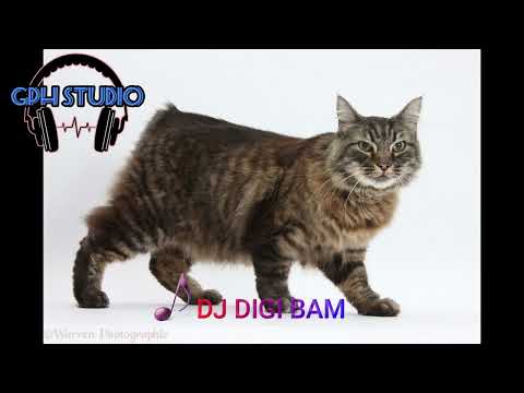 CAT MANX -Dj Digi BAM - CHR STUDIO