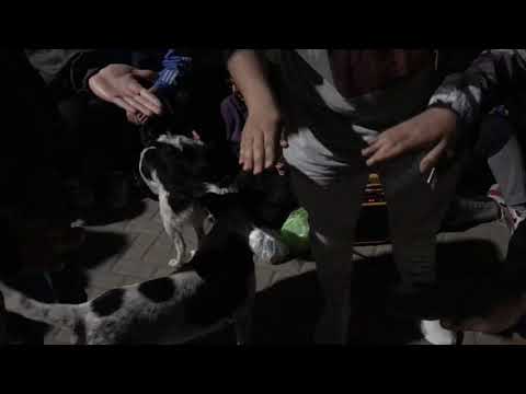 ZECNO vs FALCÓN vs TIZAN vs KHLIMA - 8vos Martha free x Sangre Gaucha Pre Regional