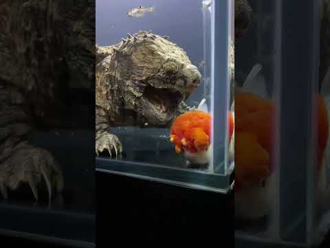 Feeding the turtle with goldfish? I always feel a bit sad about it. #koi #goldfish #fish