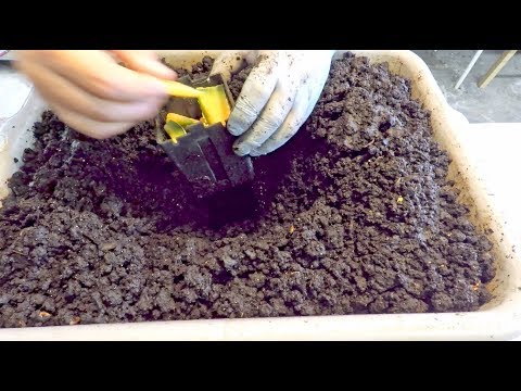 Baiting worms from finished castings..  check-in at day-6   - vermicomposting