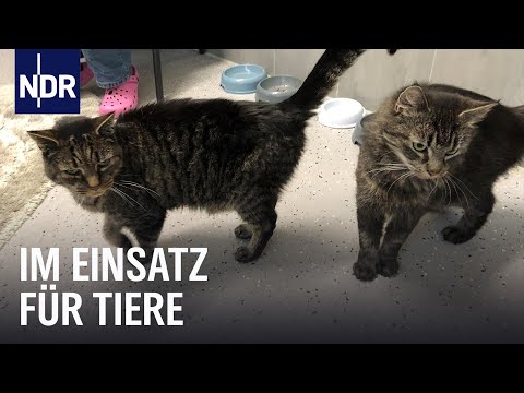 Unterwegs mit der Tierrettung Hamburg | Die Nordreportage | NDR Doku