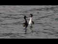 Great Crested Grebes Mating Ritual
