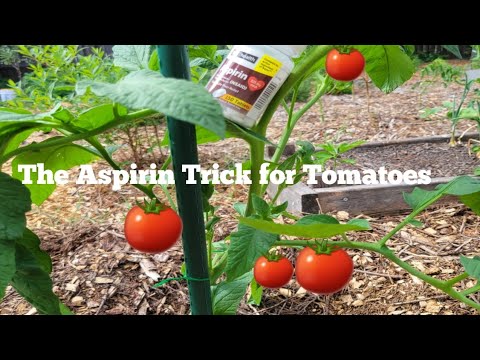 , title : 'How to Protect your Tomato Plants from Pest and Disease? 🍅 🍅 🍅'