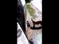 FULL HAIR RAISING SHOCKING VIDEO White Bengal Tiger Attacked And Killed A 12 Year Boy In Delhi Zoo