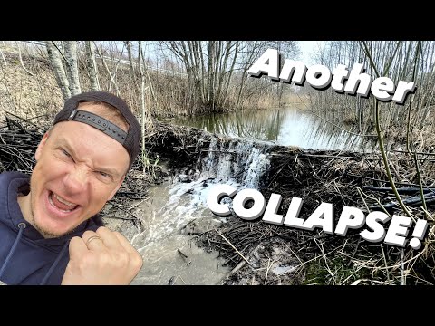 20 FOOT OLD BEAVER DAM REMOVAL! COLLAPSE!